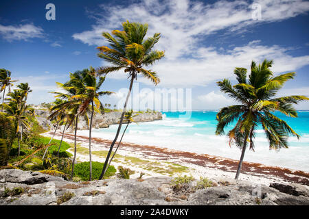 Sommer auf Barbados Insel. Exotische Ferien. Palmen. Türkisblaues Wasser. Sonnigen blauen Himmel. Schönen, weißen Sandstrand. Stockfoto