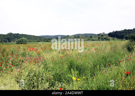 Fantastische Aussicht auf eine Blumenwiese mit blühenden Mohn und Besen in der Mitte des weiten hügeligen Landschaft der Toskana Stockfoto