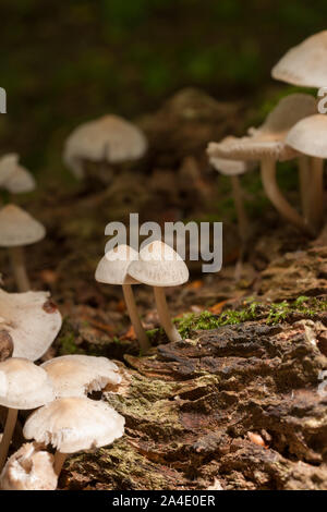 Mycena galericulata ein Pilz Arten allgemein bekannt als die gemeinsame Motorhaube wachsen auf Verfallenen Holz Stockfoto