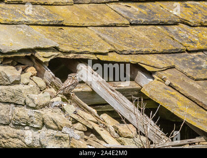 Eine kleine Eule (UK) in die gebrochene Dach einer alten Scheune. Stockfoto