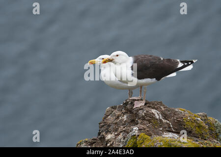 Paar great black-backed Möwen (Larus marinus), skomer Island, Pembrokeshire, Wales Stockfoto