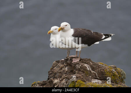 Paar great black-backed Möwen (Larus marinus), skomer Island, Pembrokeshire, Wales Stockfoto