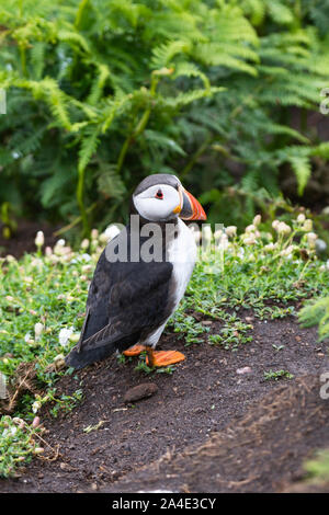 Papageitaucher (Fratercula arctica) in der Nähe der Eingang in die Verschachtelung Burrow, skomer Island, Pembrokeshire, Wales Stockfoto