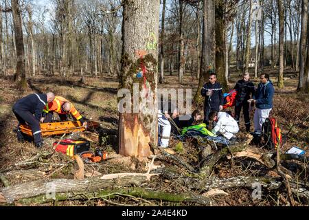 Rettungsaktion MIT DER FEUERWEHR UND DER SAMU FÜR EINE JUNGE LOGGER HIT IM KOPF DURCH EINEN BAUM IM WALD, ALENCON (61), Frankreich Stockfoto