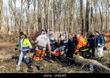 Rettungsaktion MIT DER FEUERWEHR UND DER SAMU FÜR EINE JUNGE LOGGER HIT IM KOPF DURCH EINEN BAUM IM WALD, ALENCON (61), Frankreich Stockfoto