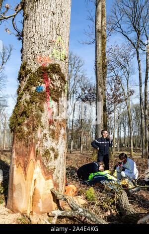 Rettungsaktion MIT DER FEUERWEHR UND DER SAMU FÜR EINE JUNGE LOGGER HIT IM KOPF DURCH EINEN BAUM IM WALD, ALENCON (61), Frankreich Stockfoto