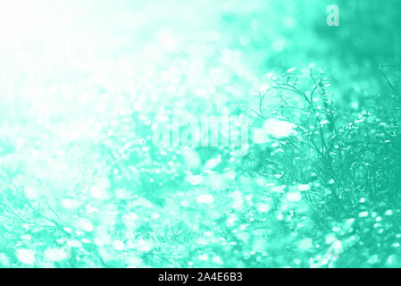 Blur Blätter mit Bokeh, abstrakten Hintergrund in mint Farbe. Banner. Die wilde Natur. Biskaya grüne Farbe des Jahres 2020 Stockfoto