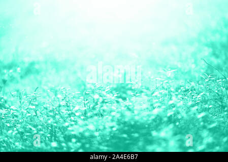 Blur Blätter mit Bokeh, abstrakten Hintergrund in mint Farbe. Banner. Die wilde Natur. Biskaya grüne Farbe des Jahres 2020 Stockfoto