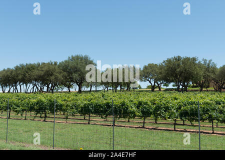 Der Weinberg bei Mendelbaum Cellars Winery in Gillespie County in Texas Hill Country, zwischen Fredericksburg und Johnson City Stockfoto