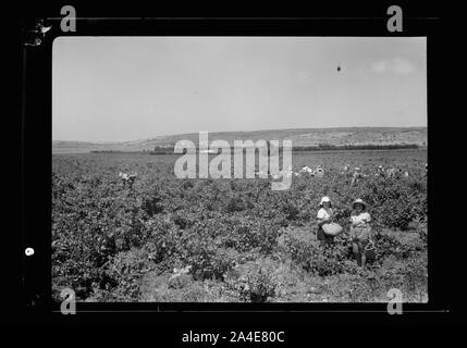 Die vintage Saison Zikh" Ron Ya'aqov, 24. Juli 1939 Stockfoto