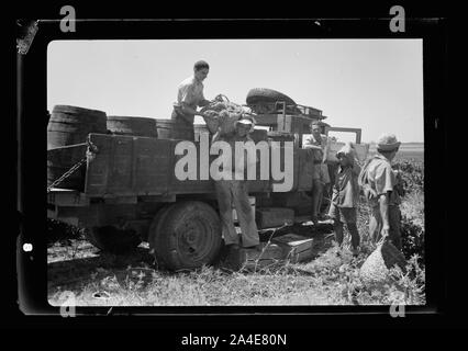 Die vintage Saison Zikh" Ron Ya'aqov, 24. Juli 1939 Stockfoto