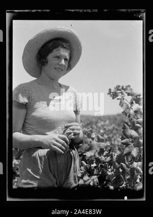 Die vintage Saison Zikh" Ron Ya'aqov, 24. Juli 1939 Stockfoto