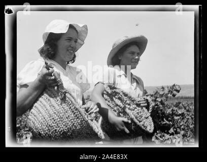 Die vintage Saison Zikh" Ron Ya'aqov, 24. Juli 1939 Stockfoto