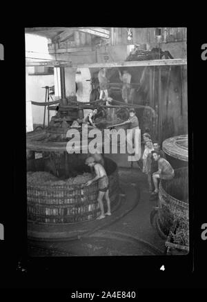 Die vintage Saison Zikh" Ron Ya'aqov, 24. Juli 1939 Stockfoto