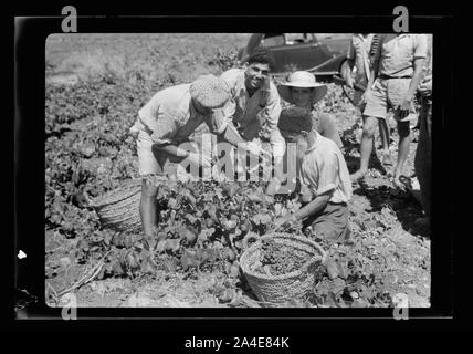 Die vintage Saison Zikh" Ron Ya'aqov, 24. Juli 1939 Stockfoto