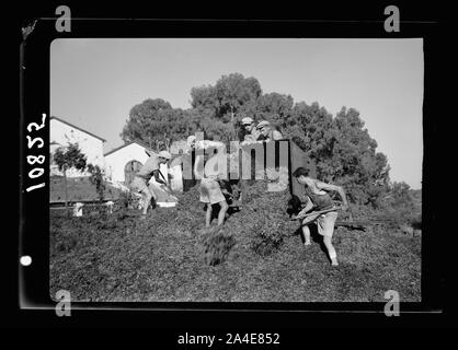 Die vintage Saison Zikh" Ron Ya'aqov, 24. Juli 1939. Müllkippe, sowohl für Kraftstoff und Dünger verwendet Stockfoto