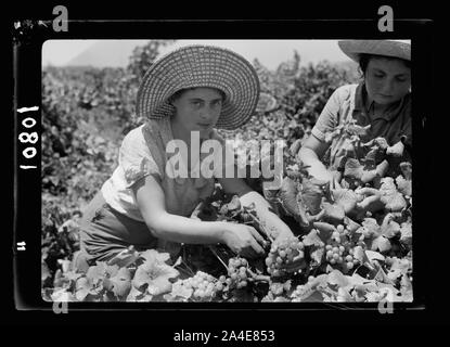 Die vintage Saison Zikh" Ron Ya'aqov, 24. Juli 1939. Zwei Mädchen Picker (Schließen) Stockfoto