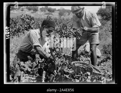 Die vintage Saison Zikh" Ron Ya'aqov, 24. Juli 1939. Zwei verschiedene Arten von Picker, orthodoxer Jude & neuen Immigranten Stockfoto