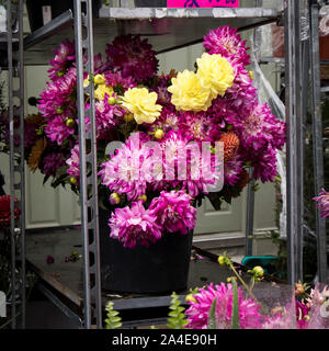 Ein großer Blumenstrauß aus multi-violett Dahlien im Columbia Flower Market Blumenmarkt Stockfoto