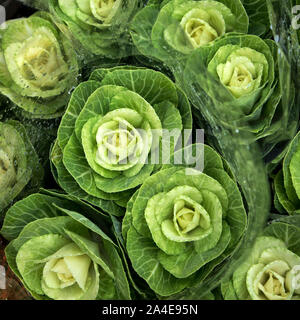 Blumensträuße von dekorativen Kohl in Wedding Bouquets, in Zellophan verpackt zum Verkauf Stockfoto