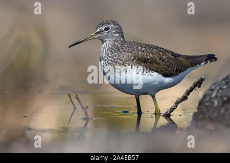 Green Sandpiper steht im Wasser der kleinen Wald See in hellen, sonnigen Tag Stockfoto