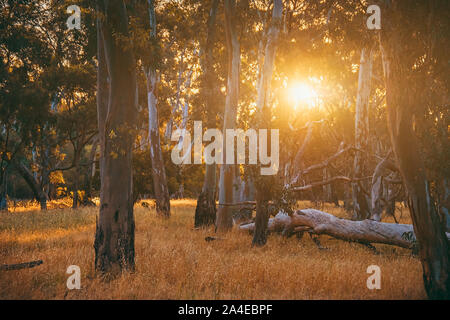 Sonnenuntergang gesehen durch Eukalyptusbäume, South Australia Stockfoto