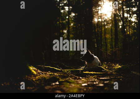 Portrait von Border Collie. Hund liegend im Wald im Gegenlicht. Hoher Kontrast Foto. Stockfoto