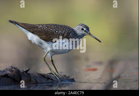 Green Sandpiper steht auf Holzfass in Wasser Teich Stockfoto