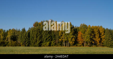 Wald mit Laubbäumen im Herbst, Waldviertel, Österreich Stockfoto
