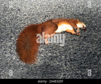 Eichhörnchen mit dem Auto über die asphaltierte Straße Straße. Die toten Eichhörnchen liegen auf dem Weg. Stockfoto