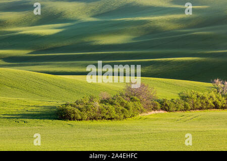 Sonnenuntergang Linien und Wellen mit Bäumen im Frühjahr Stockfoto