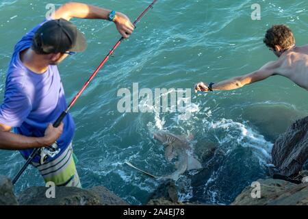 Angler fangen einen kleinen Hai, Île ROYALE, Inseln heil, Kourou, Französisch-Guayana, überseeische Departement, SÜDAMERIKA, Frankreich Stockfoto