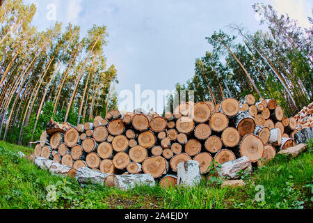 Die Enden von gefällten Bäumen. In einem Haufen gestapelt. Clearing Clearing für Stromleitungen. Stockfoto