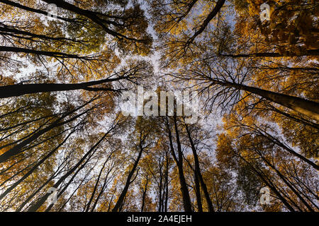 Ansicht von unten auf den Wipfeln der hohen Bäume im Laubwald an einem strahlenden Herbsttag Stockfoto
