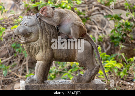 Eine Rhesus macaque Affen (Macaca mulatta) auf einem Tempel lion Statue in Hua Hin, Thailand liegen Stockfoto