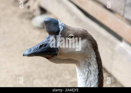 Eine chinesische Gans Feeds von Schüssel am Hof. Stockfoto