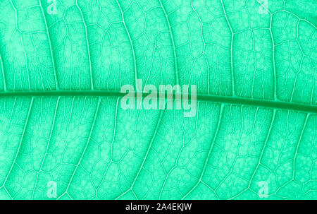 Close up green leaf Textur. Abstrakte Natur Hintergrund von Grüner Minze Farbe. Stockfoto