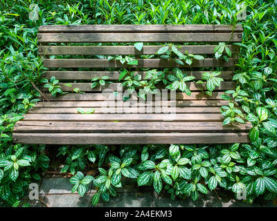 Ein alter Holz- Street Bank durch die schöne Zimmerpflanzen umgeben, Pilea cadierei, in einer schattigen Ecke der kleinen Straße Park, Fuzhou, Fujian, China. Stockfoto