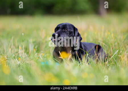 Schwarzer Labrador Retriever Hund im Gras liegend Stockfoto