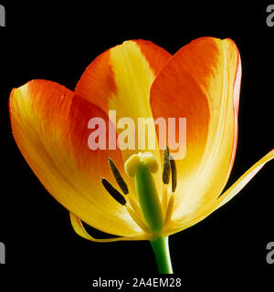 Einen Abschnitt aus einer Tulpe Blume zeigt seine Struktur, rot orange Tepalen, Staubbeutel, Staubbeutel, Stil, Stigmatisierung und Eierstock Stockfoto