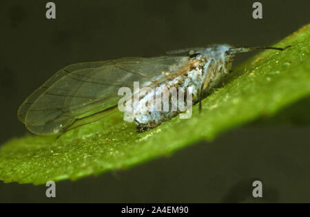 Ein bluter durch eine Entomopathogenic Fungus (Verticillium lecanii), die eine Methode für die biologische Kontrolle in geschützten Kulturen verwendet wird getötet. Stockfoto