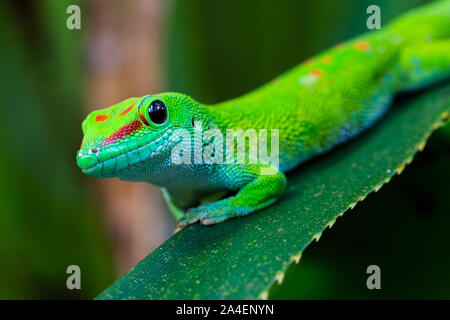 Close-up Seitenansicht riesigen natürlichen Madagaskar Taggecko (phelsuma grandis) Stockfoto