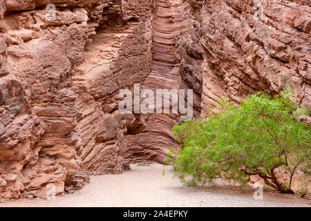 Das Naturschutzgebiet Quebrada de las Conchas, auch Quebrada de Cafayate genannt, liegt innerhalb der Täler von Calchaquíes, in der Nähe von Cafayate. Stockfoto