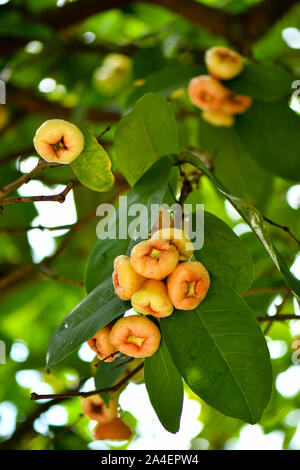 Gruppe von wilden Wachs Jambu Früchte am Baum Stockfoto