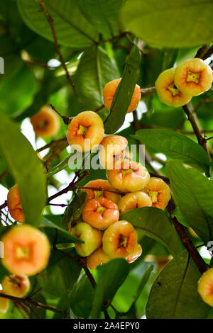 Gruppe von wilden Wachs Jambu Früchte am Baum Stockfoto