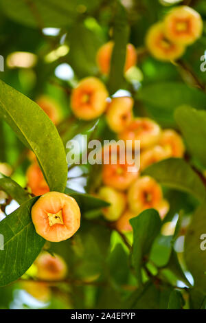 Gruppe von wilden Wachs Jambu Früchte am Baum Stockfoto