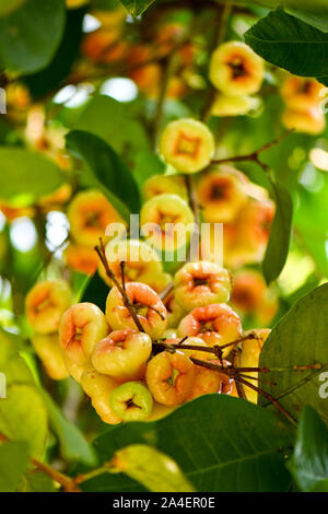 Gruppe von wilden Wachs Jambu Früchte am Baum Stockfoto