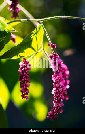 Blumen von Amaranth Pflanze, amaranthus, pseudocereal mit Blätter Makro. Nach oben Schließen Stockfoto