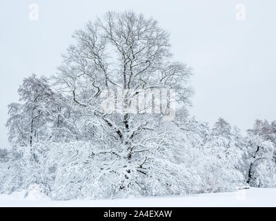 Winterlich verschneite Landschaft in Sachsen Stockfoto