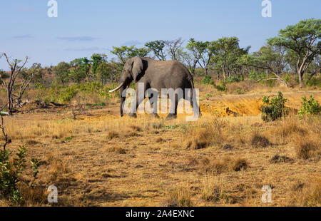 Ein männlicher afrikanischer Elefant (Loxodonta africana). Welgevonden Game Reserve, Südafrika Stockfoto